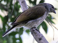 Scaly-throated Honeyguide