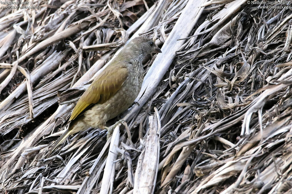 Scaly-throated Honeyguide, identification