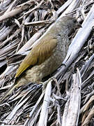 Scaly-throated Honeyguide