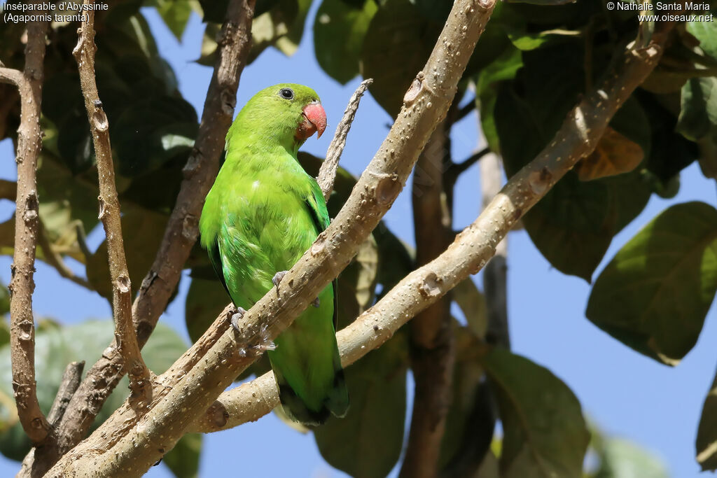 Inséparable d'Abyssinie femelle adulte, identification, habitat