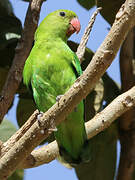 Black-winged Lovebird