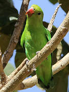 Black-winged Lovebird