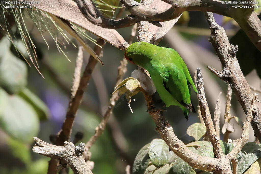 Inséparable d'Abyssinie mâle adulte, identification, habitat, régime, mange