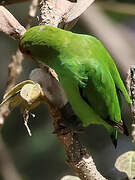 Black-winged Lovebird