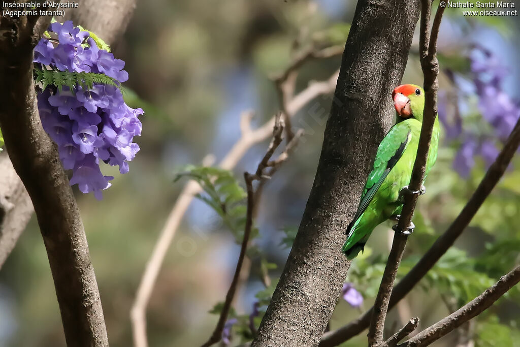 Black-winged Lovebird male adult, identification, habitat