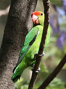 Black-winged Lovebird