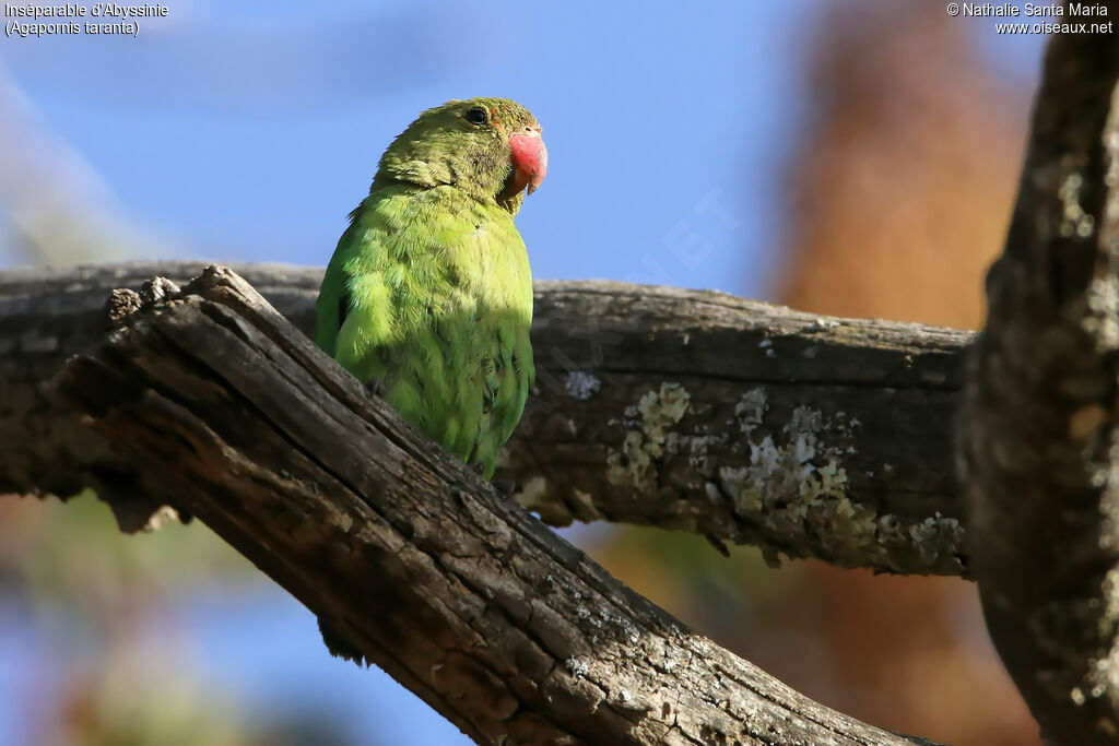 Inséparable d'Abyssinie, identification, habitat