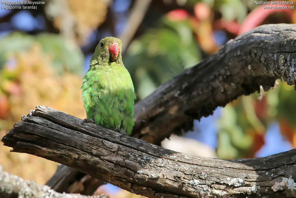 Black-winged Lovebird, identification, habitat