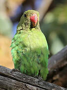 Black-winged Lovebird