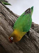 Fischer's Lovebird