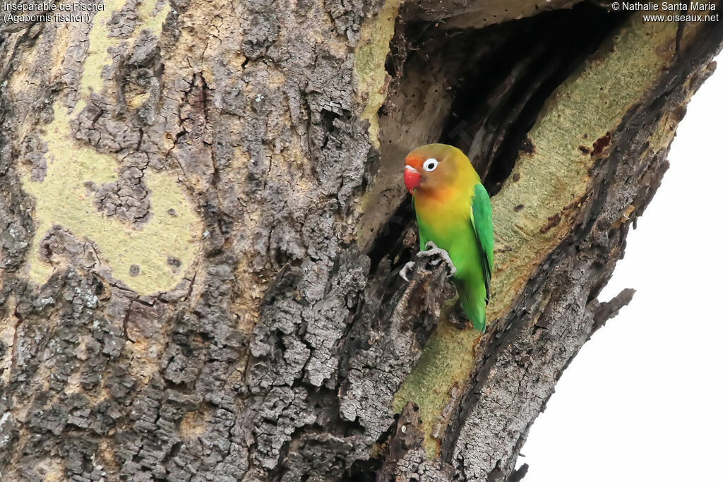 Fischer's Lovebirdadult, identification, habitat