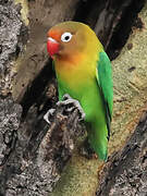 Fischer's Lovebird