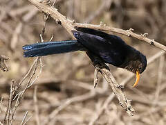 Abyssinian Scimitarbill