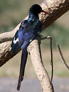 Green Wood Hoopoe