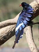 Green Wood Hoopoe