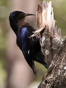 Black Scimitarbill