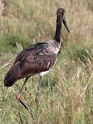 Saddle-billed Stork