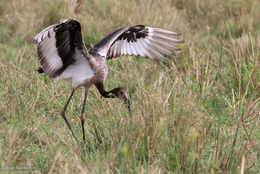 Jabiru d'Afriquejuvénile, composition, pigmentation, pêche/chasse