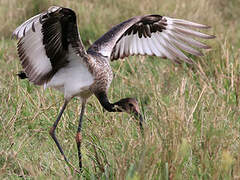 Saddle-billed Stork