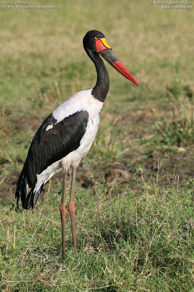 Jabiru d'Afrique femelle adulte