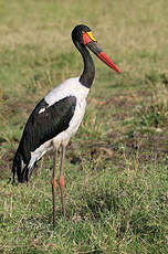 Jabiru d'Afrique