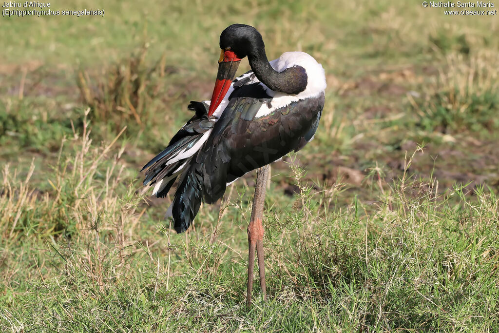 Jabiru d'Afrique femelle adulte, identification, habitat, soins