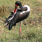 Jabiru d'Afrique