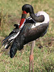 Jabiru d'Afrique