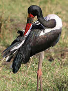 Saddle-billed Stork