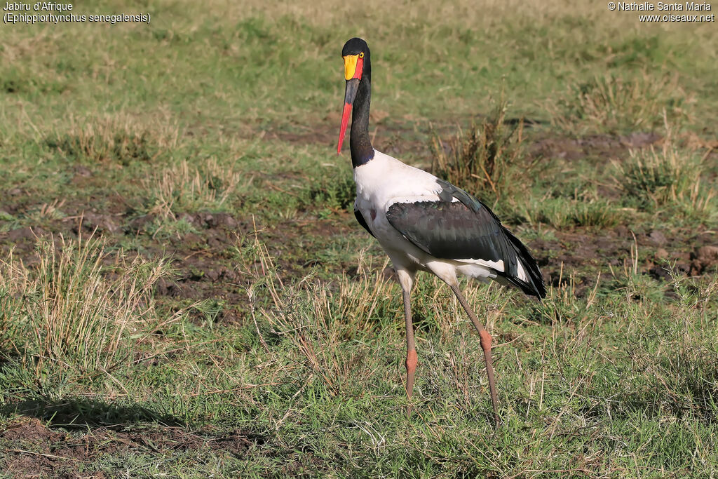 Jabiru d'Afrique femelle adulte, identification, habitat, marche