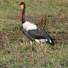 Jabiru d'Afrique