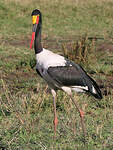 Jabiru d'Afrique