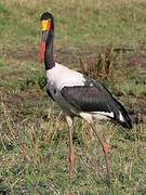 Saddle-billed Stork