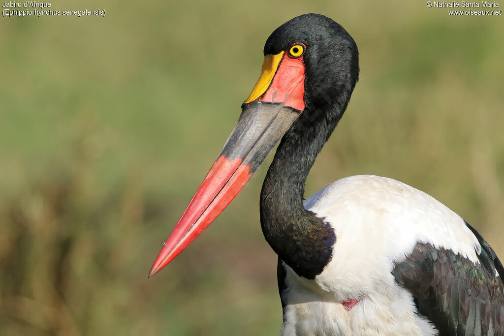 Jabiru d'Afrique femelle adulte, identification, portrait