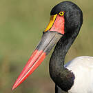 Jabiru d'Afrique