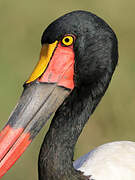 Saddle-billed Stork