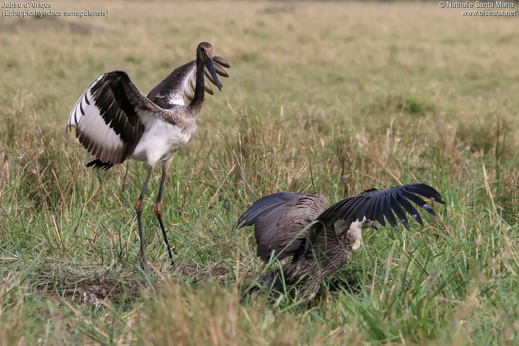 Jabiru d'Afriqueimmature, identification, habitat, Comportement