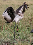 Saddle-billed Stork