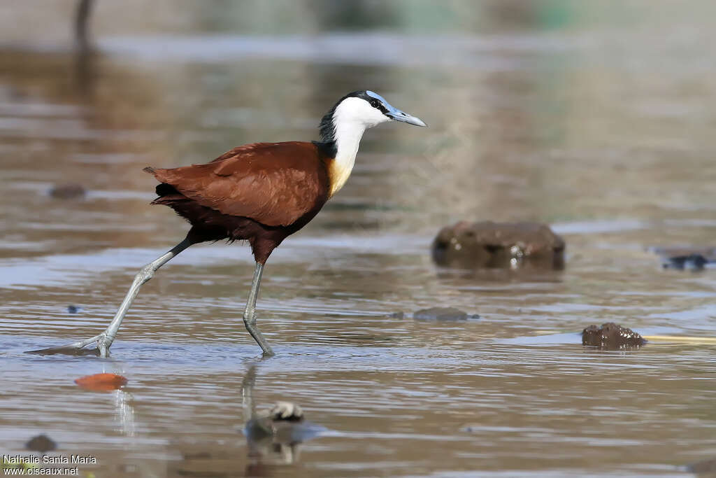 Jacana à poitrine doréeadulte, identification, marche