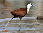 Jacana à poitrine dorée