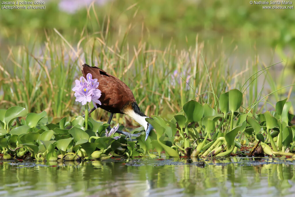 Jacana à poitrine doréeadulte, identification, habitat, pêche/chasse