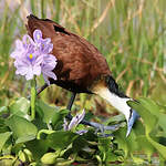 Jacana à poitrine dorée