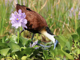 Jacana à poitrine dorée