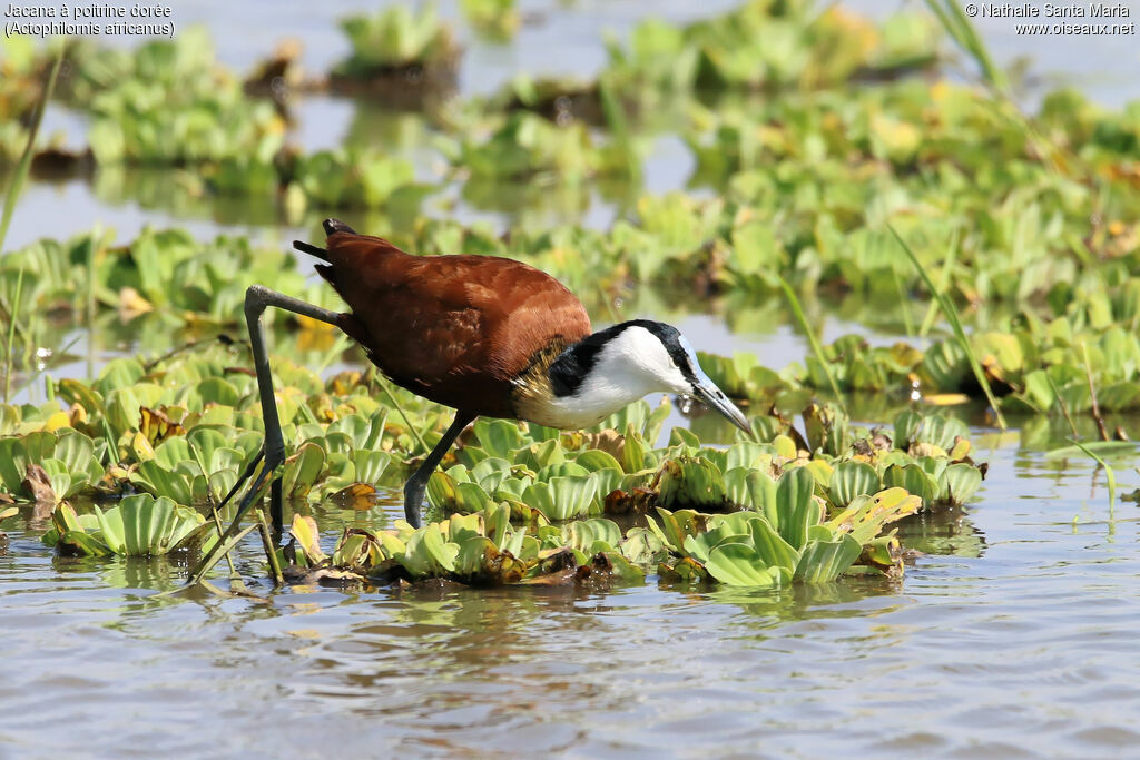 Jacana à poitrine doréeadulte, identification, habitat, marche