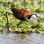 Jacana à poitrine dorée