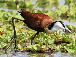 Jacana à poitrine dorée