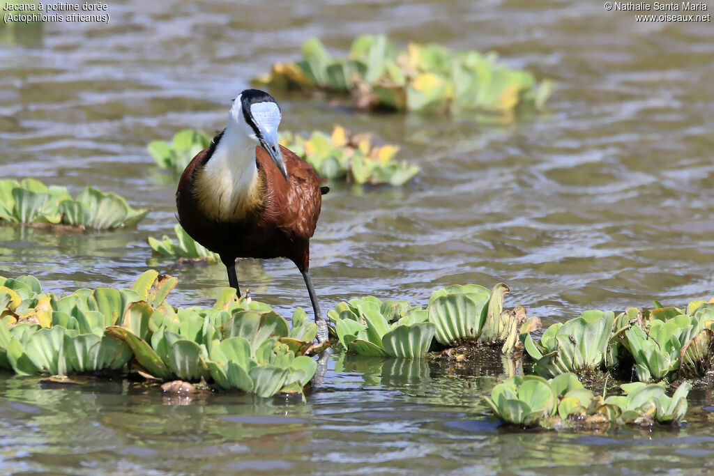 Jacana à poitrine doréeadulte, identification, habitat, pêche/chasse