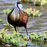 Jacana à poitrine dorée