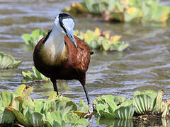 African Jacana