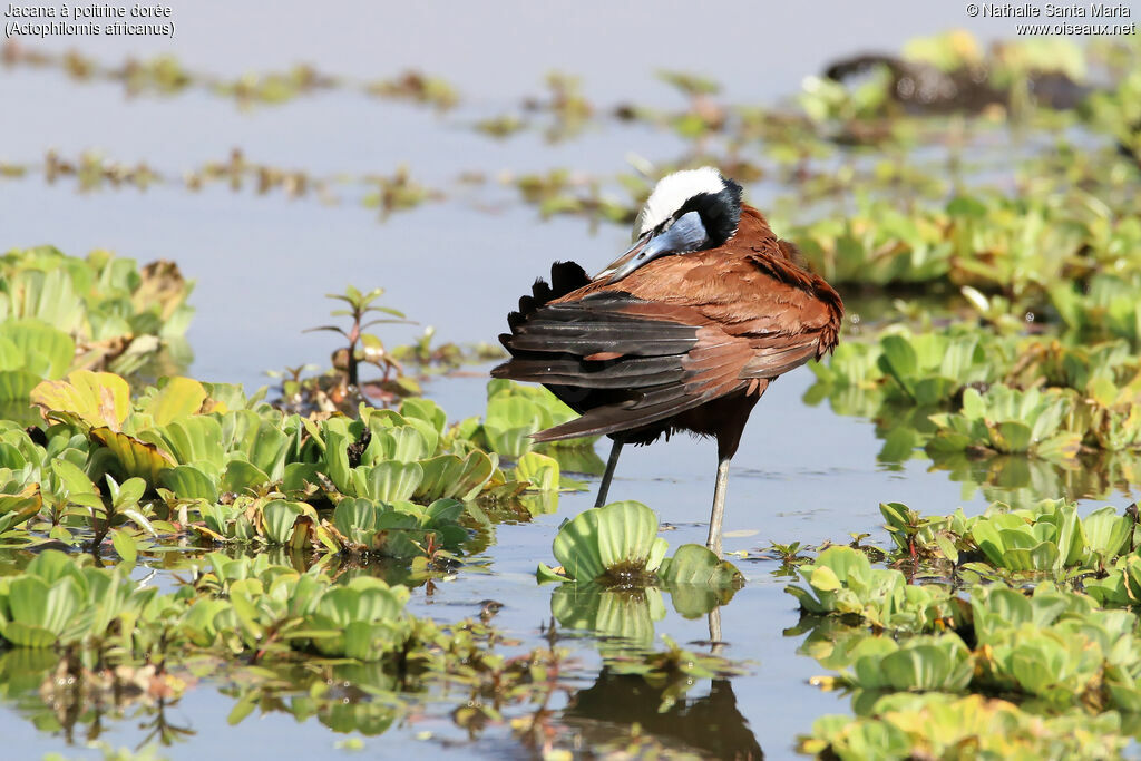 African Jacanaadult, identification, habitat, care